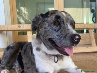 Meticcio cani STUPENDA mix Amstaff/Pastore Lagorai 18mesi.TREVIS a Città metropolitana di Milano - Annuncio 30