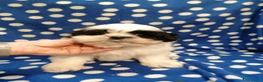 Shih Tzu Cucciolo 2