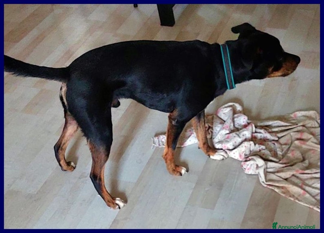 Meticcio cani in regalo: KIMBO dolce piccoletto sempre solo - Annuncio 2