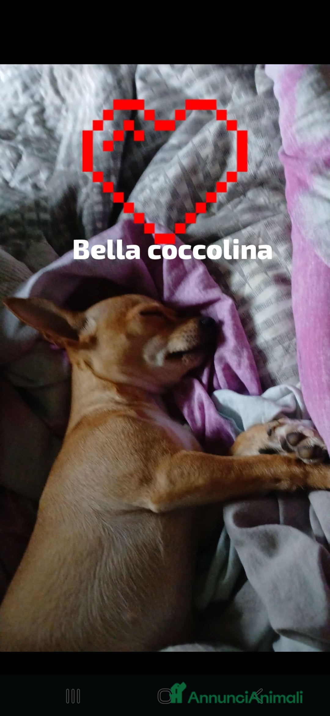 Chihuahua cani in vendita: Chihuahua cuccioli disponibili - Annuncio 5