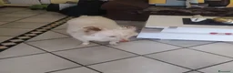 Meticcio cani in regalo: Yuki vorrebbe avere una famiglia  - Annuncio 6