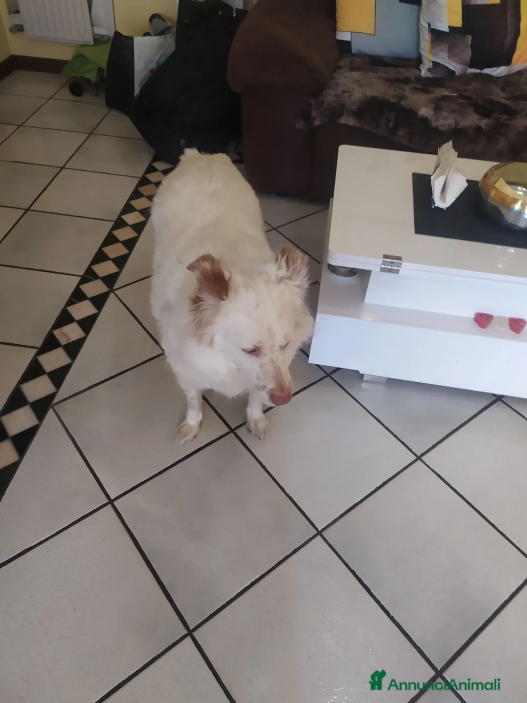 Meticcio cani in regalo: Yuki vorrebbe avere una famiglia  - Annuncio 6