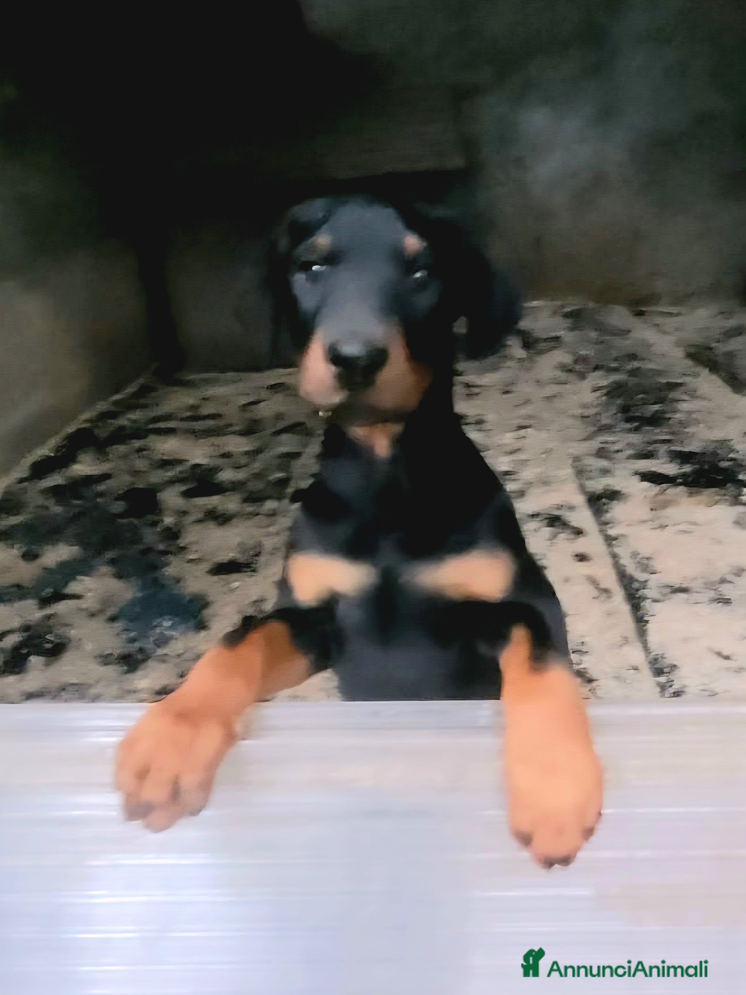 Dobermann cani Cucciolo di dobermann - Annuncio 2