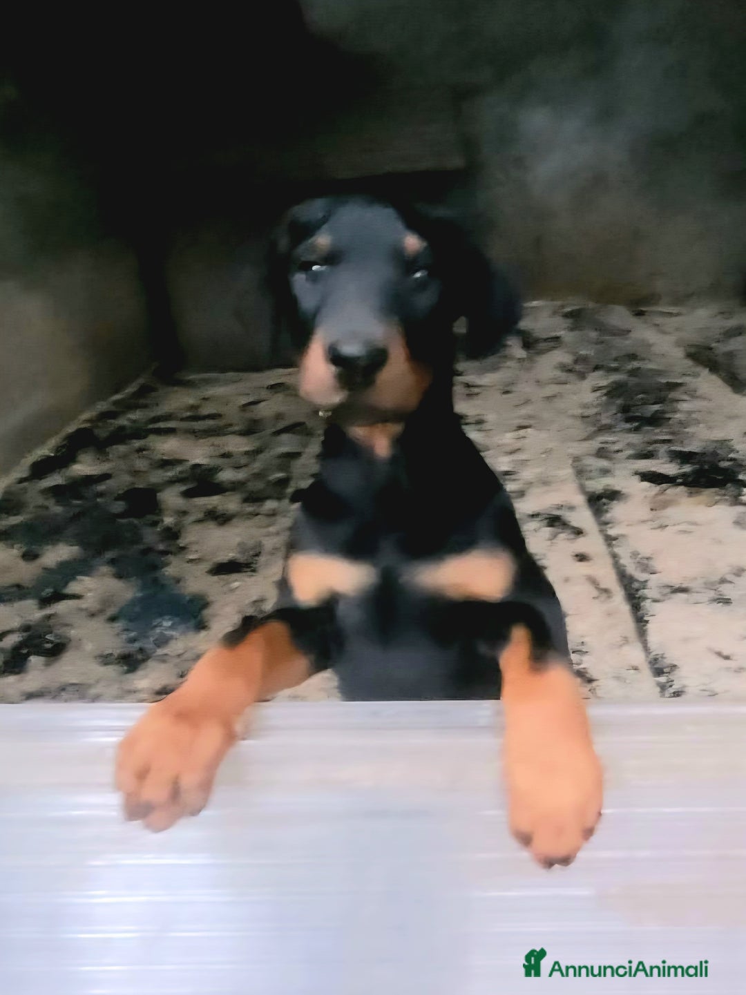 Dobermann cani in vendita: Cucciolo di dobermann - Annuncio 2