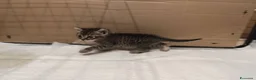 Europeo gatti in regalo: Tre gattini meravigliosi - Annuncio 7