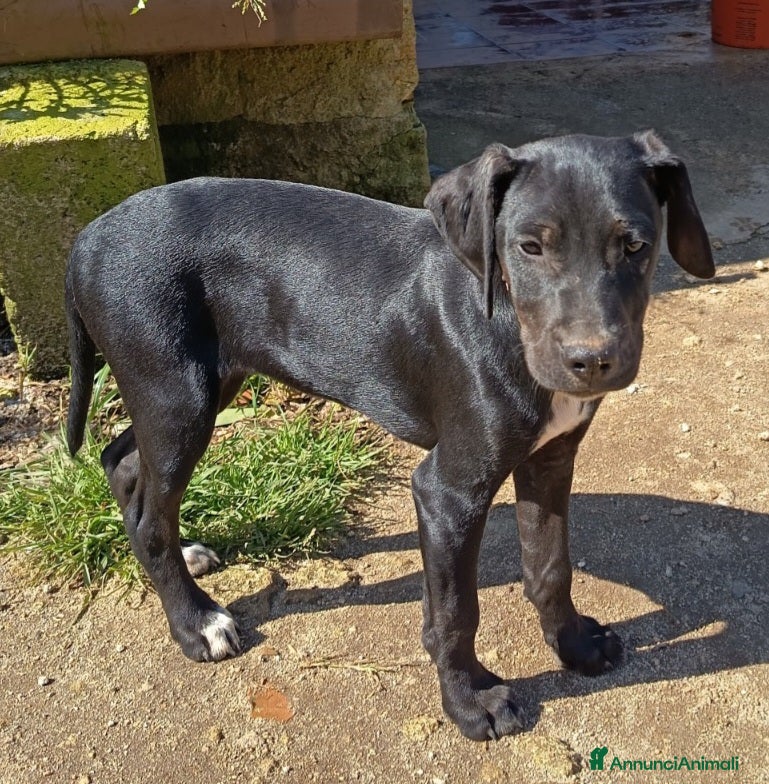 Meticcio cani UNA MAMMA PER EVA - Annuncio 1