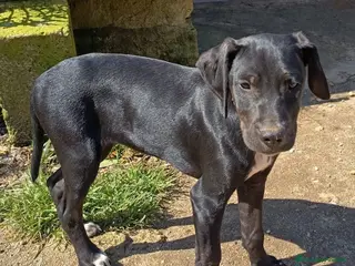 Meticcio cani UNA MAMMA PER EVA - Annuncio 1