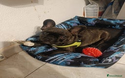 Bulldog Francese cani in vendita: Bulldog francese maschio  - Immagine 2