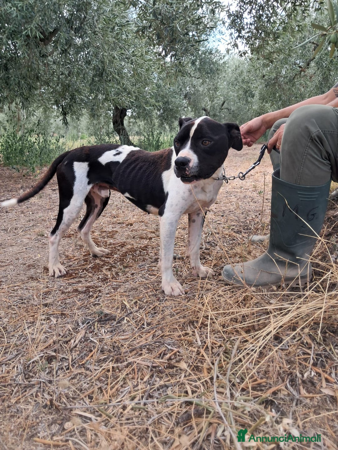 Meticcio cani in regalo: CHICCO - mix Pit/Amstaff bianco e nero, giovane - Annuncio 2
