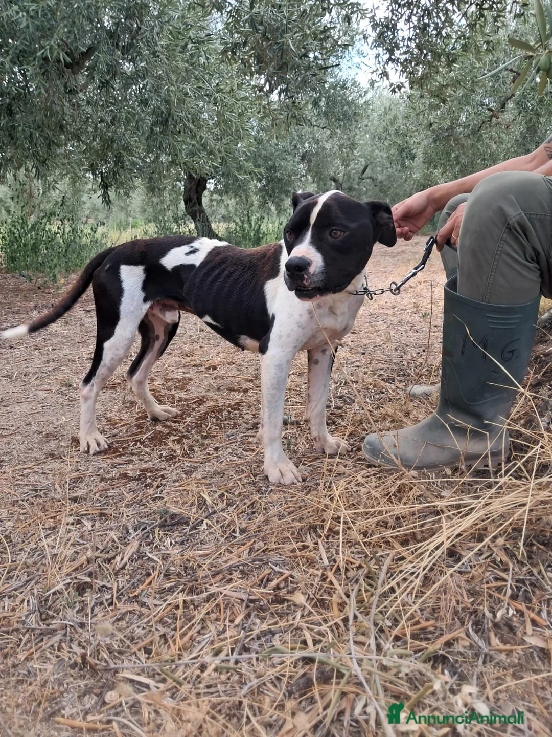 Meticcio cani in regalo: CHICCO - mix Pit/Amstaff bianco e nero, giovane - Annuncio 2