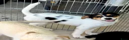 Meticcio cani in regalo: Bloom a Provincia di Forlì-Cesena - Annuncio 1