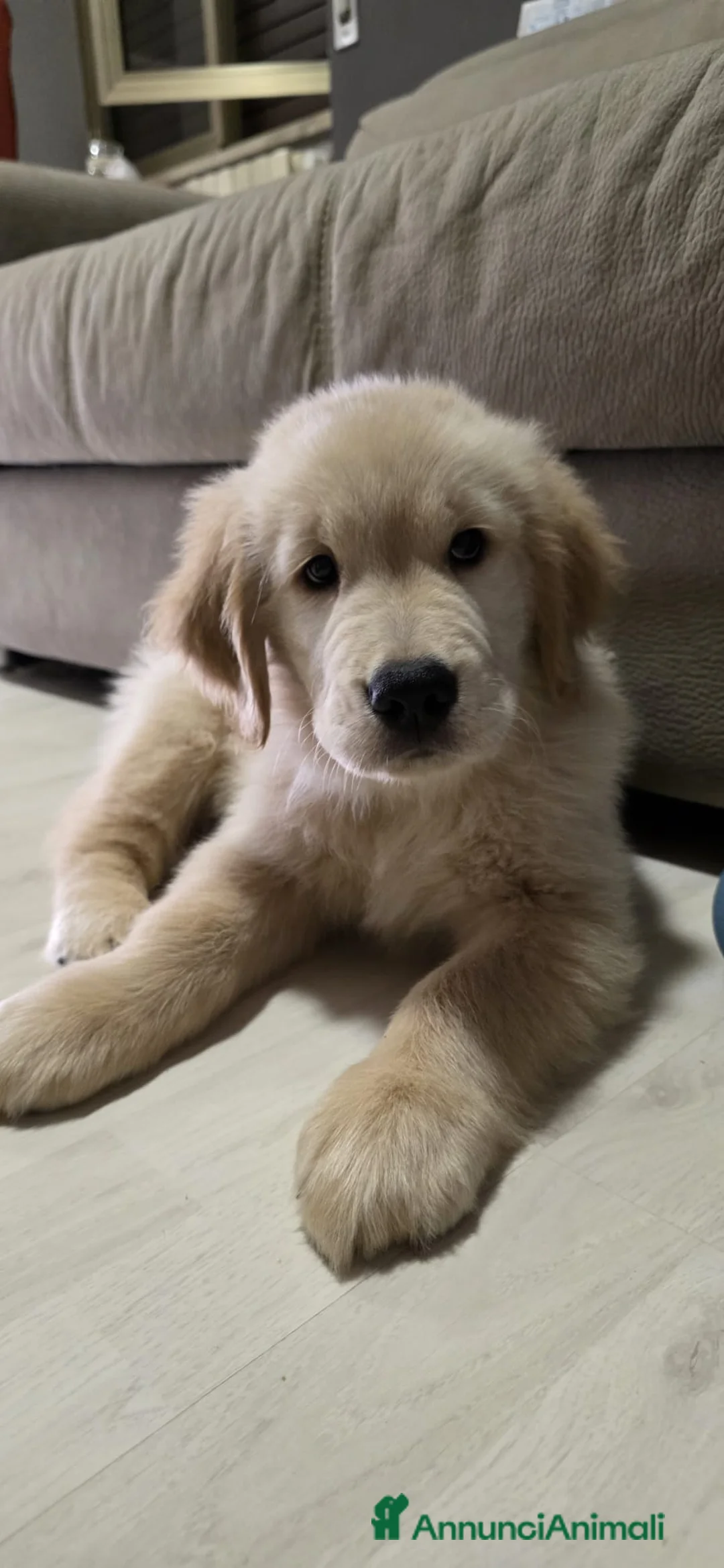 Golden Retriever cani in vendita: Golden Retriever americano  - Annuncio 1
