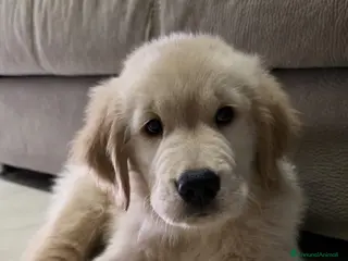 Golden Retriever cani Golden Retriever americano - Annuncio 1