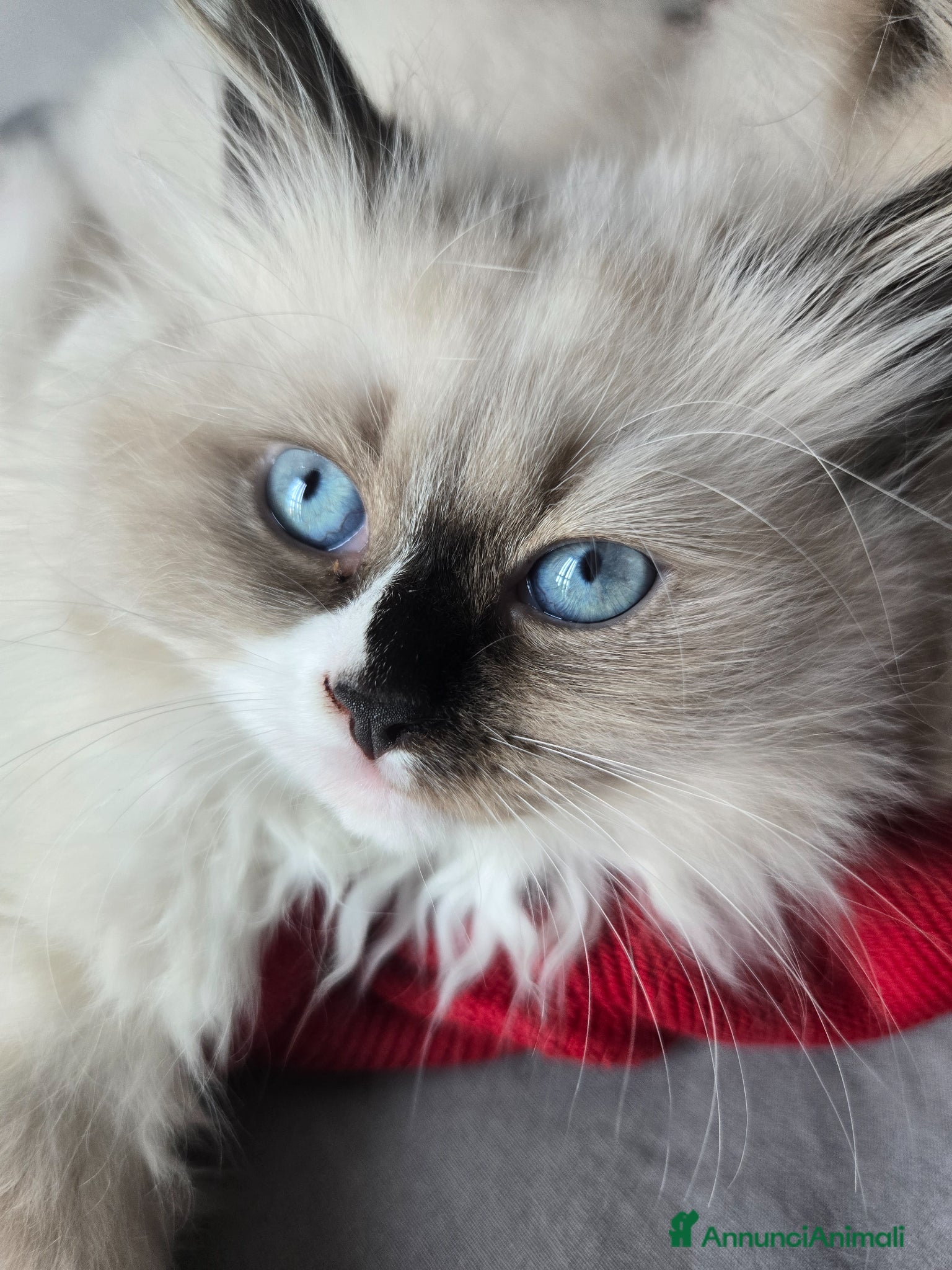 Siberiano gatti Cuccioli Siberiano - Annuncio 1