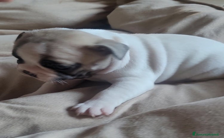 Bulldog Francese cani - Annuncio 11