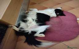 Border Collie cani per accoppiamento: Disponibile accoppiamento a Città Metropolitana di Venezia - Immagine 4
