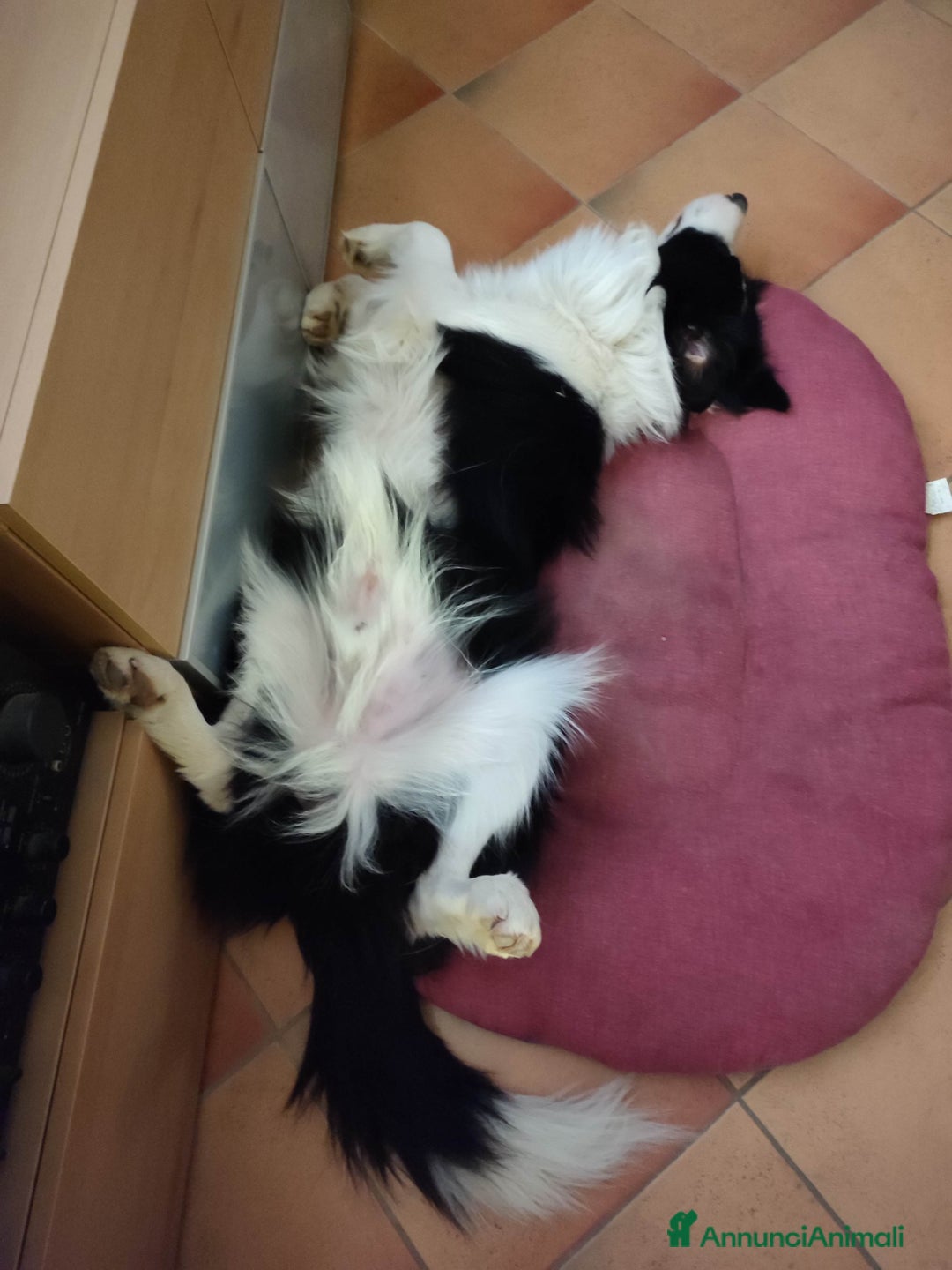 Border Collie cani per accoppiamento: Disponibile accoppiamento a Città Metropolitana di Venezia - Immagine 4
