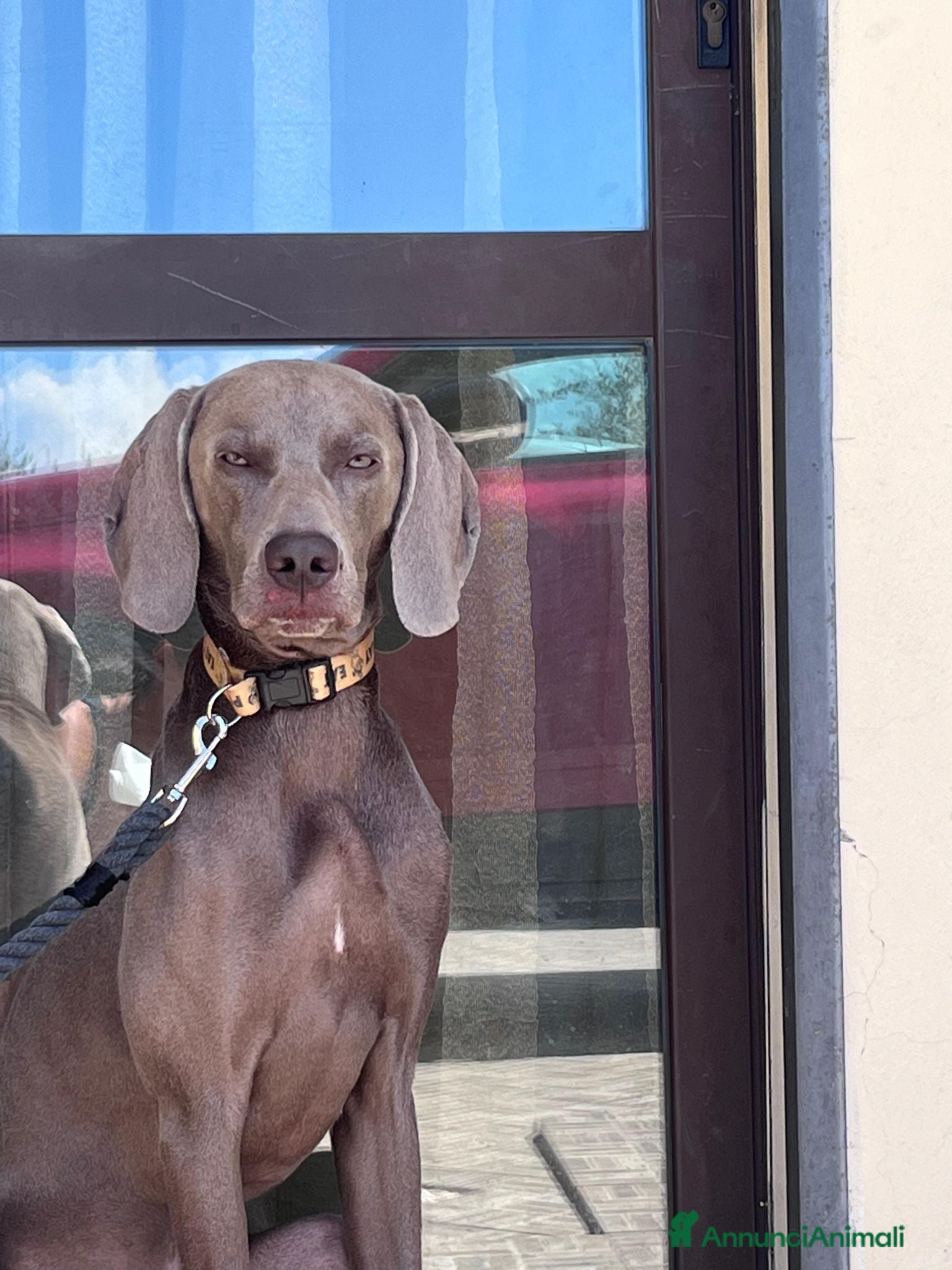 Weimaraner cani Splendido Weimaraner per accoppiamento  - Annuncio 1