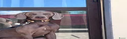 Weimaraner cani per accoppiamento: Splendido Weimaraner per accoppiamento  a Provincia di Perugia - Annuncio 1