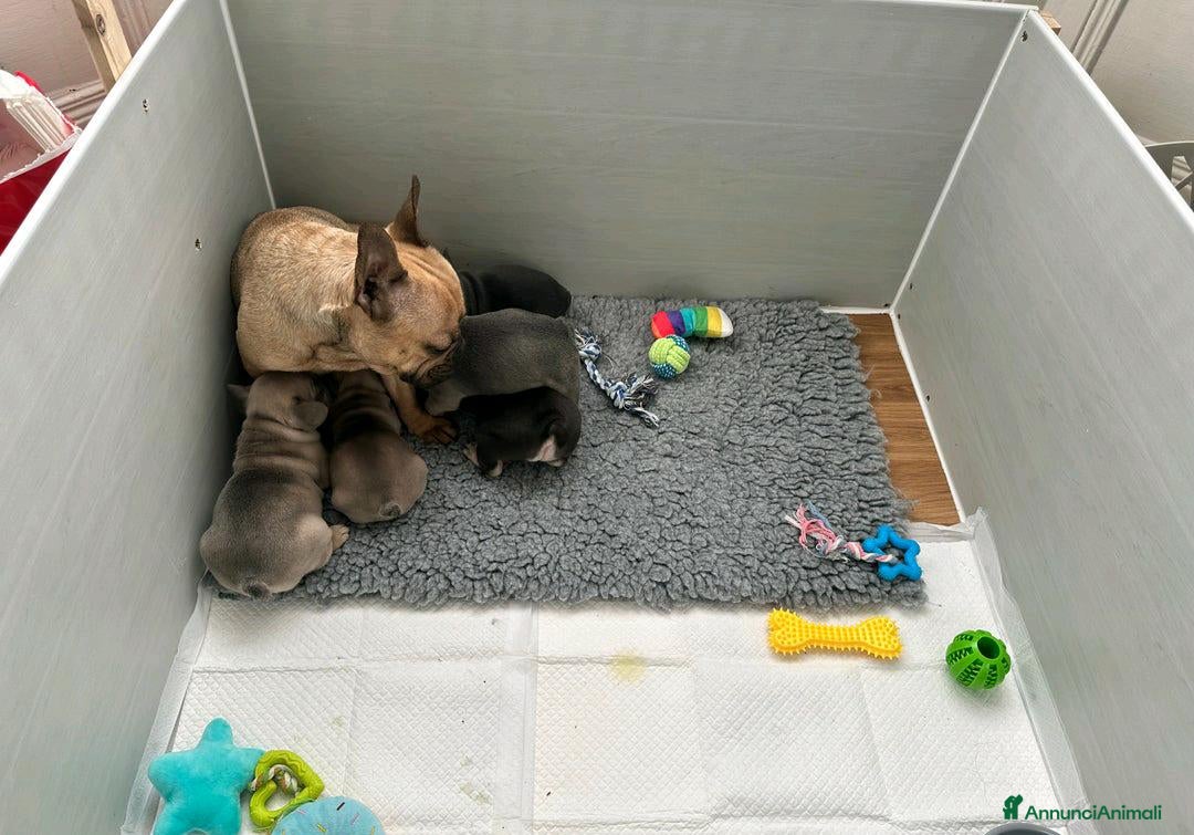Bulldog Francese cani Cuccioli di bulldog francese di 11 settimane a Città metropolitana di Roma Capitale - Annuncio 2