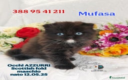 British gatti in vendita: British Shorthair cuccioli  a Città metropolitana di Roma Capitale - Immagine 18