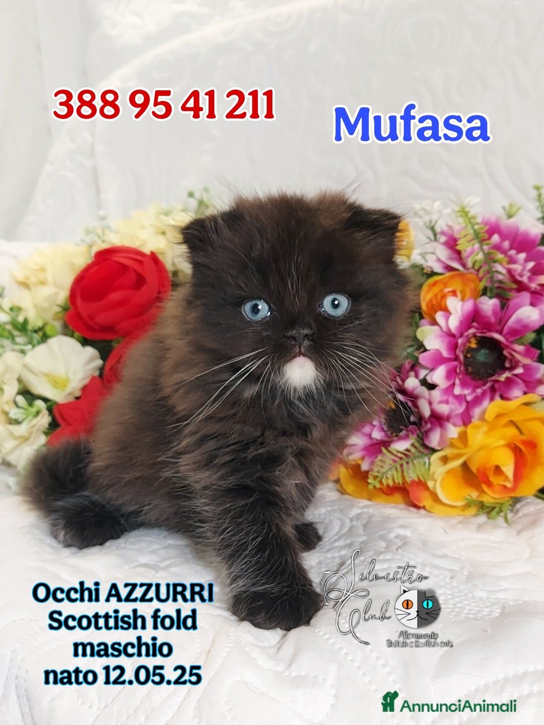 British gatti in vendita: British Shorthair cuccioli  a Città metropolitana di Roma Capitale - Immagine 18