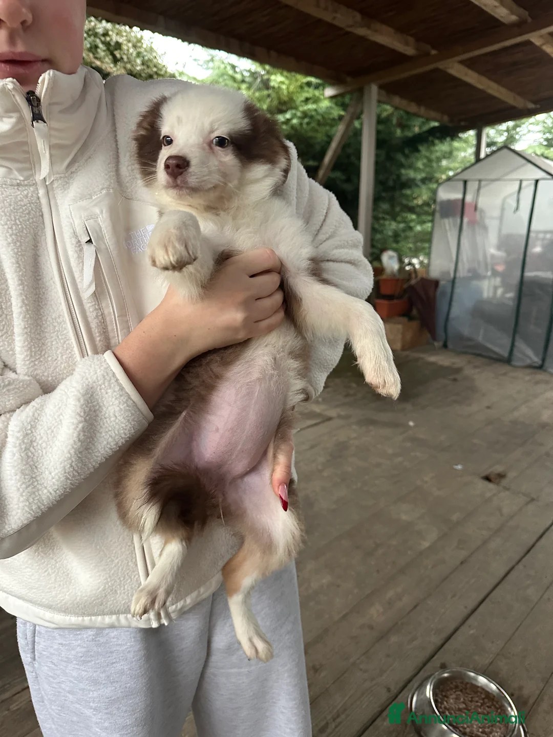 Australian Shepherd cani in vendita: Pastore Australiano  - Annuncio 6