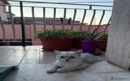 Altre razze gatti in vendita: Scottish fold straight - Immagine 3