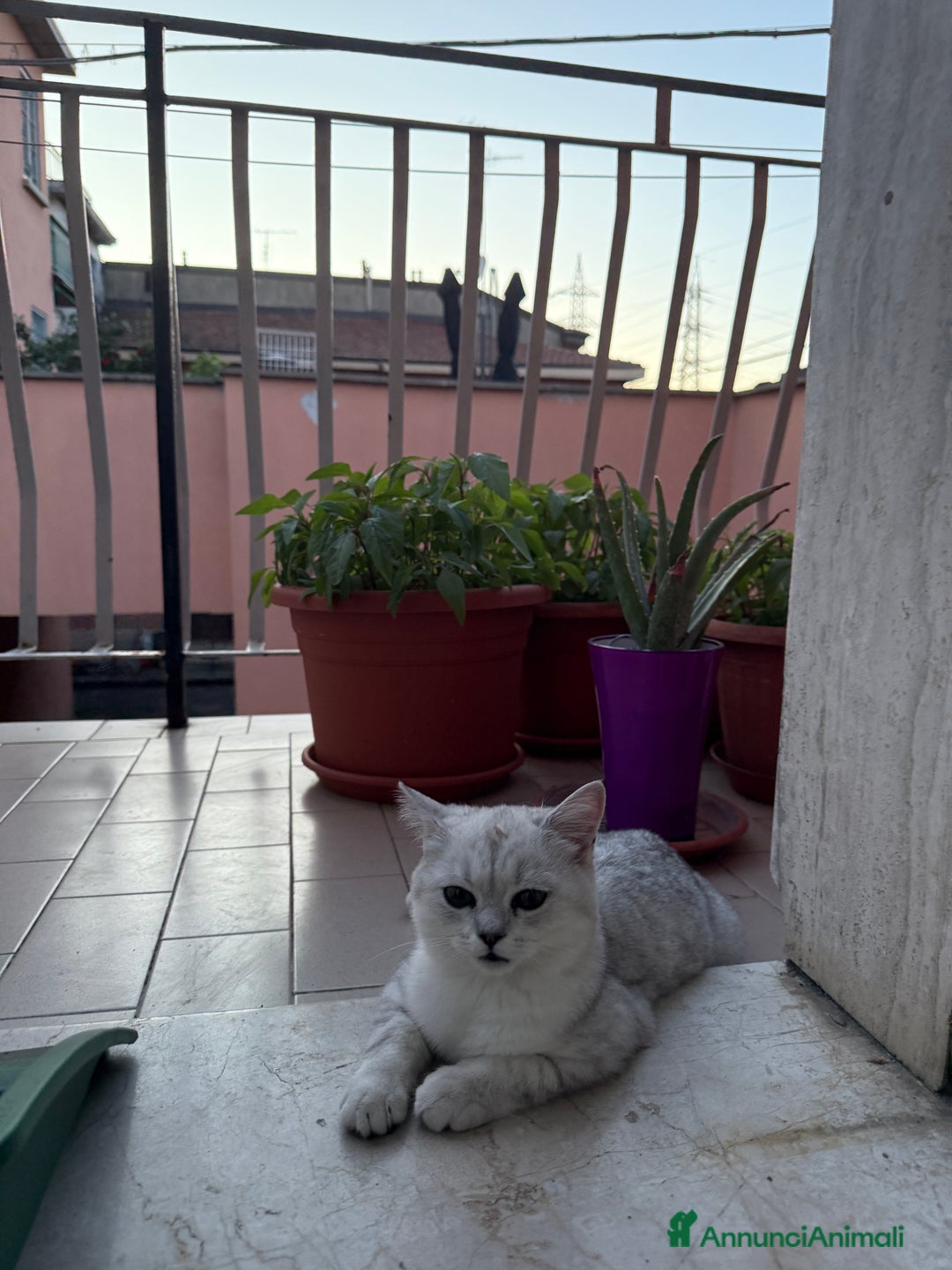 Altre razze gatti in vendita: Scottish fold straight - Immagine 3