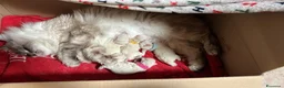 Siberiano gatti in vendita: Siberiani Neva Masquerade Ipoallergenici a Provincia di Rimini - Annuncio 4