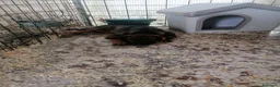 Meticcio cani in regalo: Fiorella, cucciola in canile - Annuncio 8