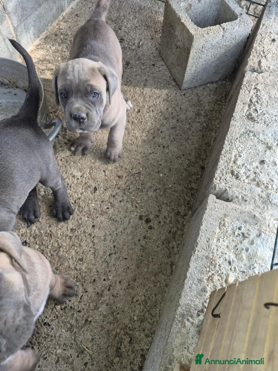 Cane Corso cani in vendita: Cane corso - Annuncio 2