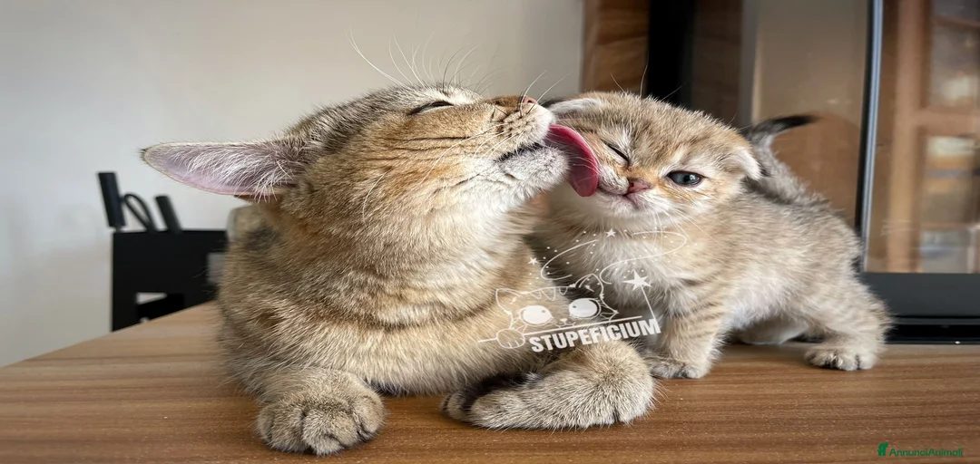 Immagine della galleria {{count}}