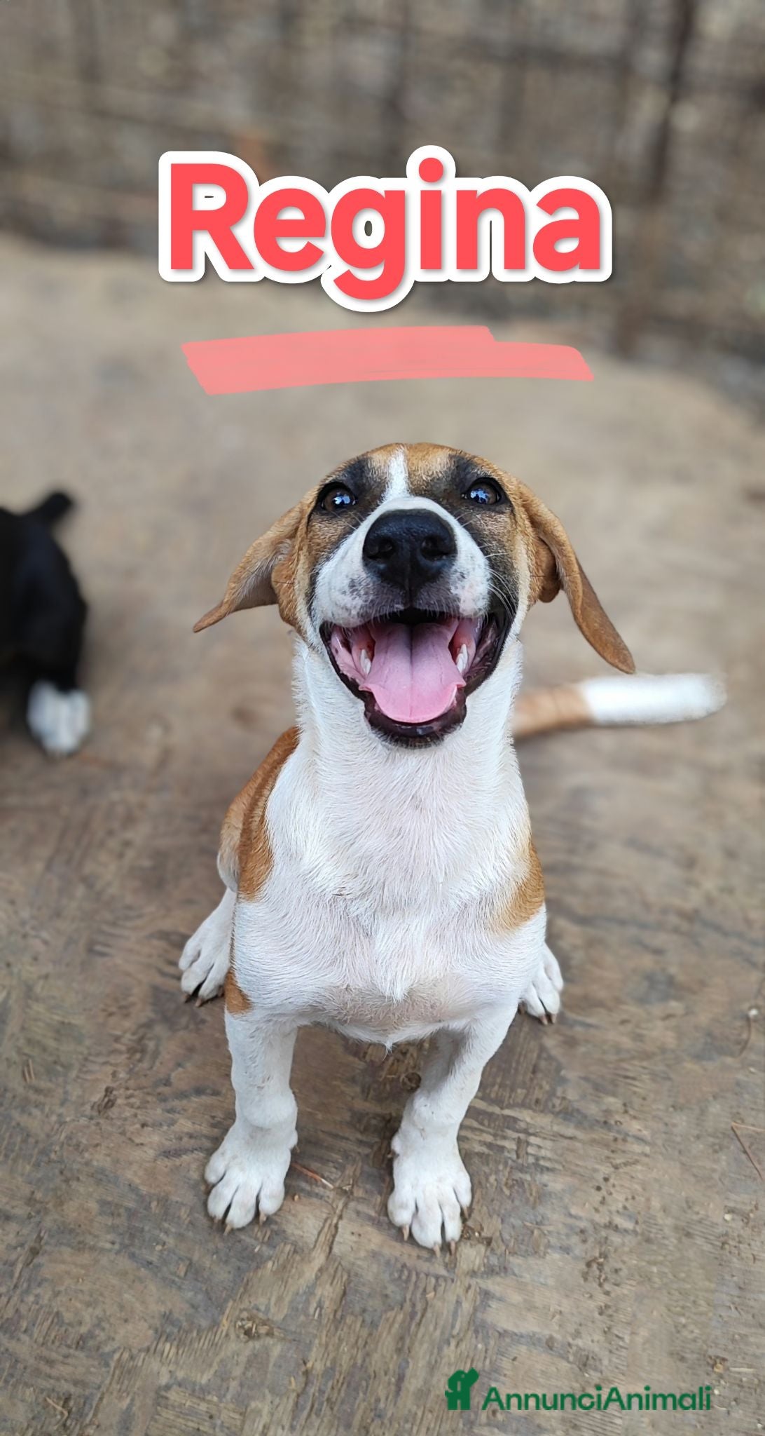 Meticcio cani Regina ...tutta una vita da vivere  - Annuncio 5