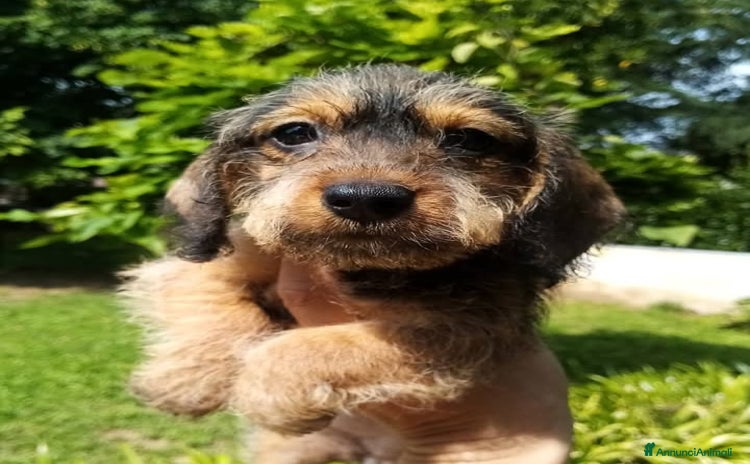 Bassotto cani a Ente di decentramento regionale di Udine - Annuncio 1