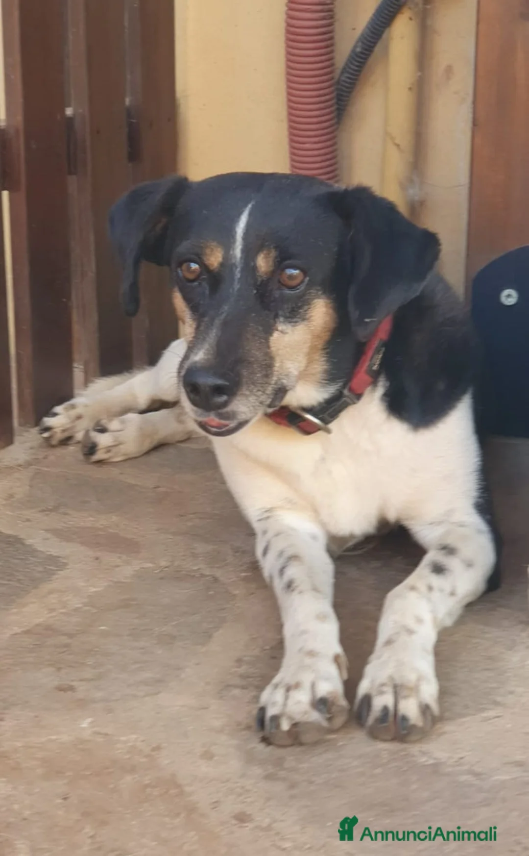 Meticcio cani in regalo: MOLLY una timidina piena d'amore a Pomezia - Annuncio 2