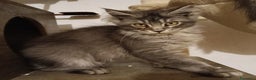 Maine Coon gatti in vendita: Cucciolo Maine coon black silver ticked tabby  - Annuncio 3