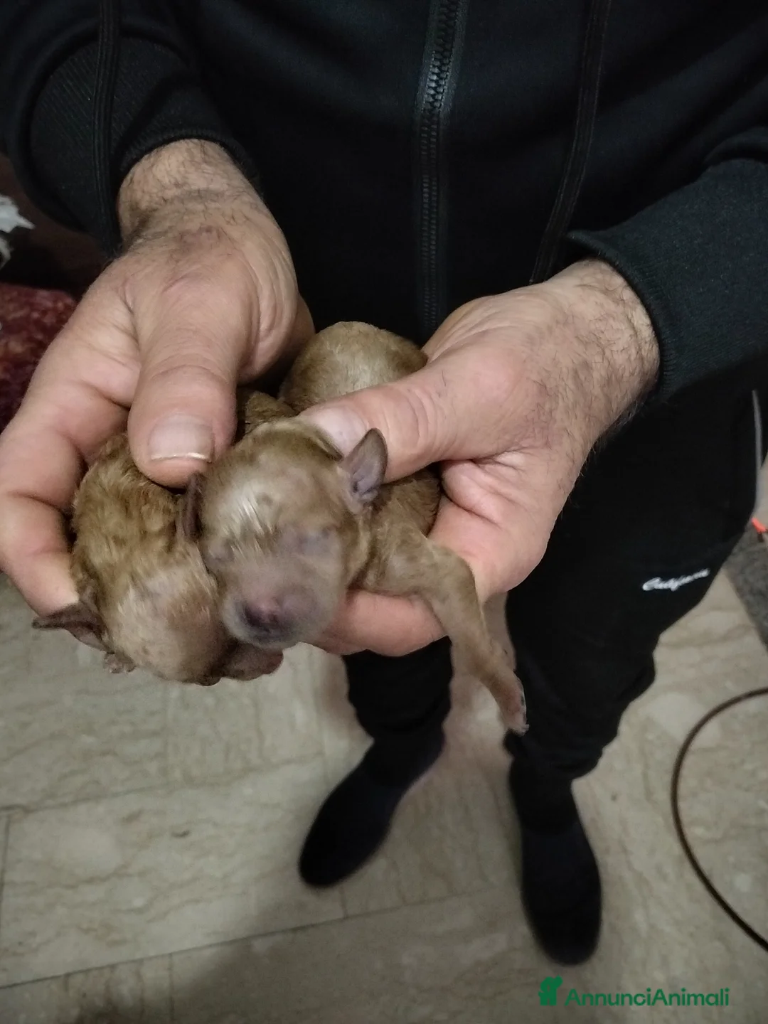 Barboncino Toy cani in vendita: Disponibile 2 maschietti di barboncino Red toy - Annuncio 3