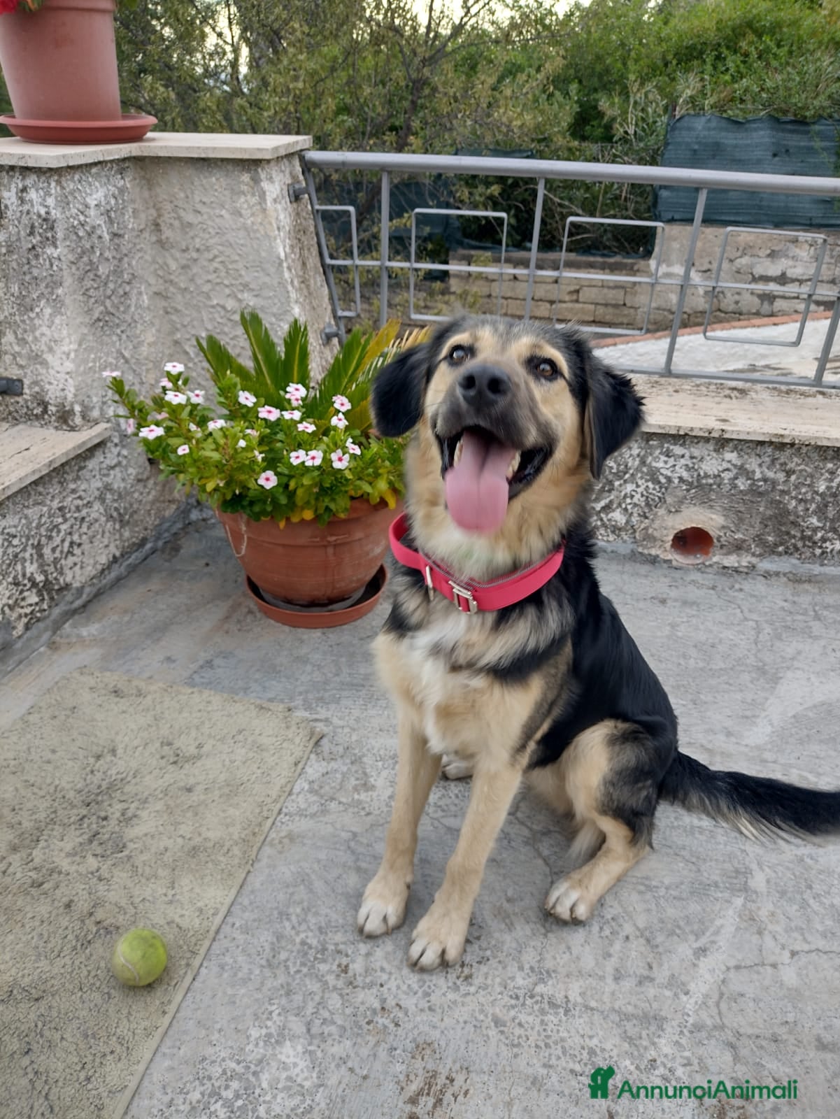 Meticcio cani Splendido Simil Pastore (Catania) - Annuncio 1