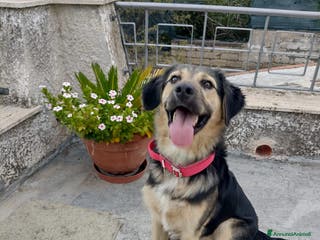 Meticcio cani Splendido Simil Pastore (Catania) - Annuncio 20