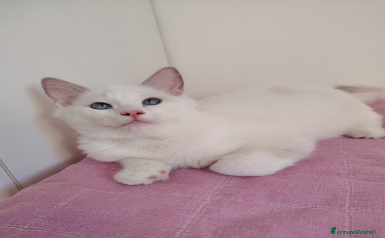 Ragdoll gatti - Annuncio 18
