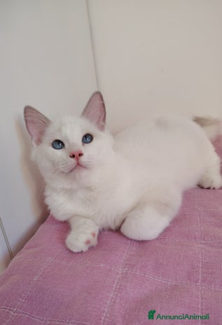 Ragdoll gatti - Annuncio 18