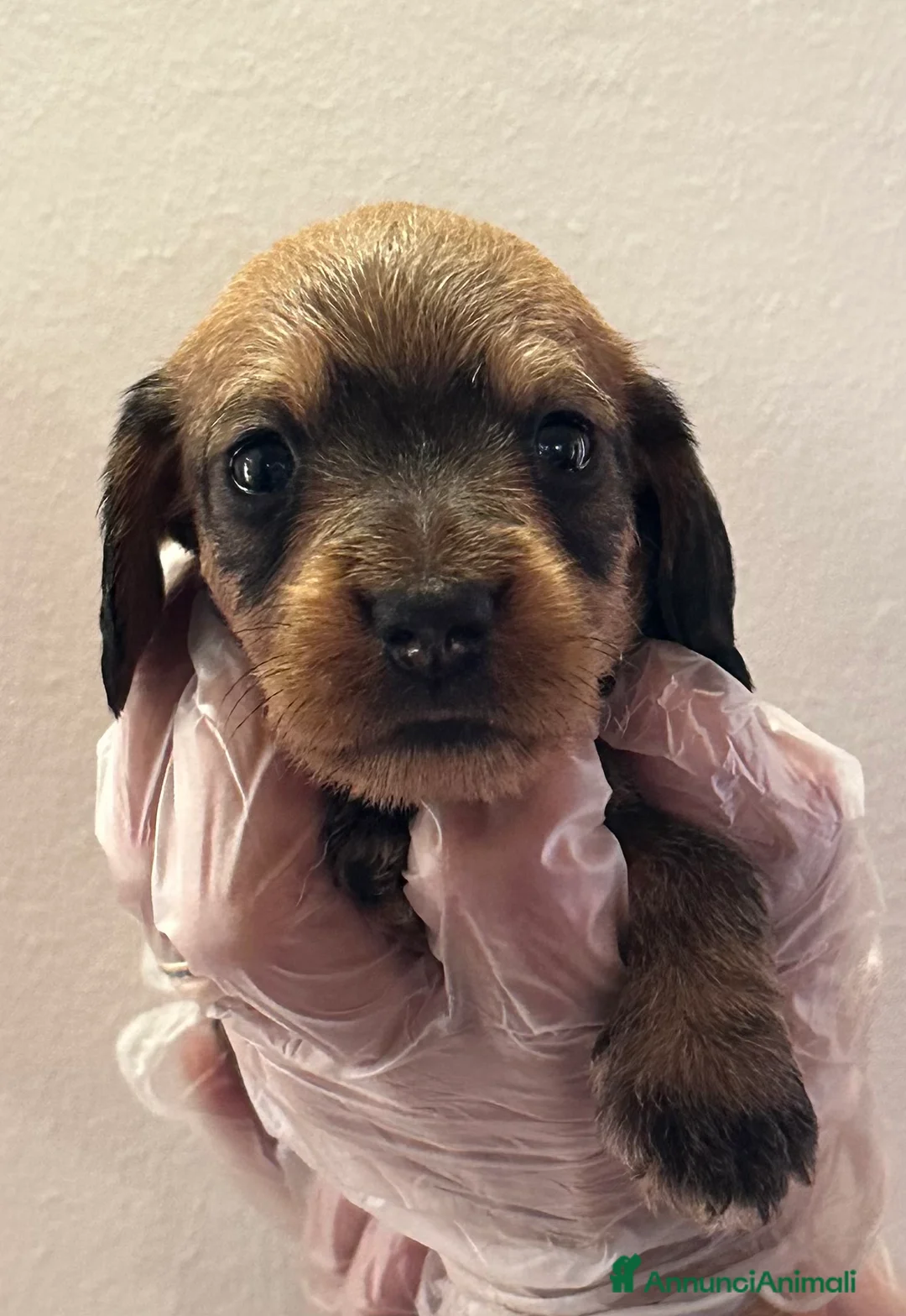 Immagine della galleria {{count}}