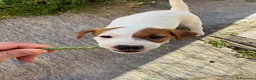 Jack Russell cani in vendita: Cucciolo Maschio Jack Russell terrier pelo liscio a Provincia di Pavia - Annuncio 8