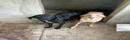 Meticcio cani in regalo: Roby meraviglioso giovanotto simil Labrador - Annuncio 3