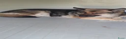 Pastore Tedesco cani in regalo: Gemma, pastore tedesco in canile - Annuncio 6