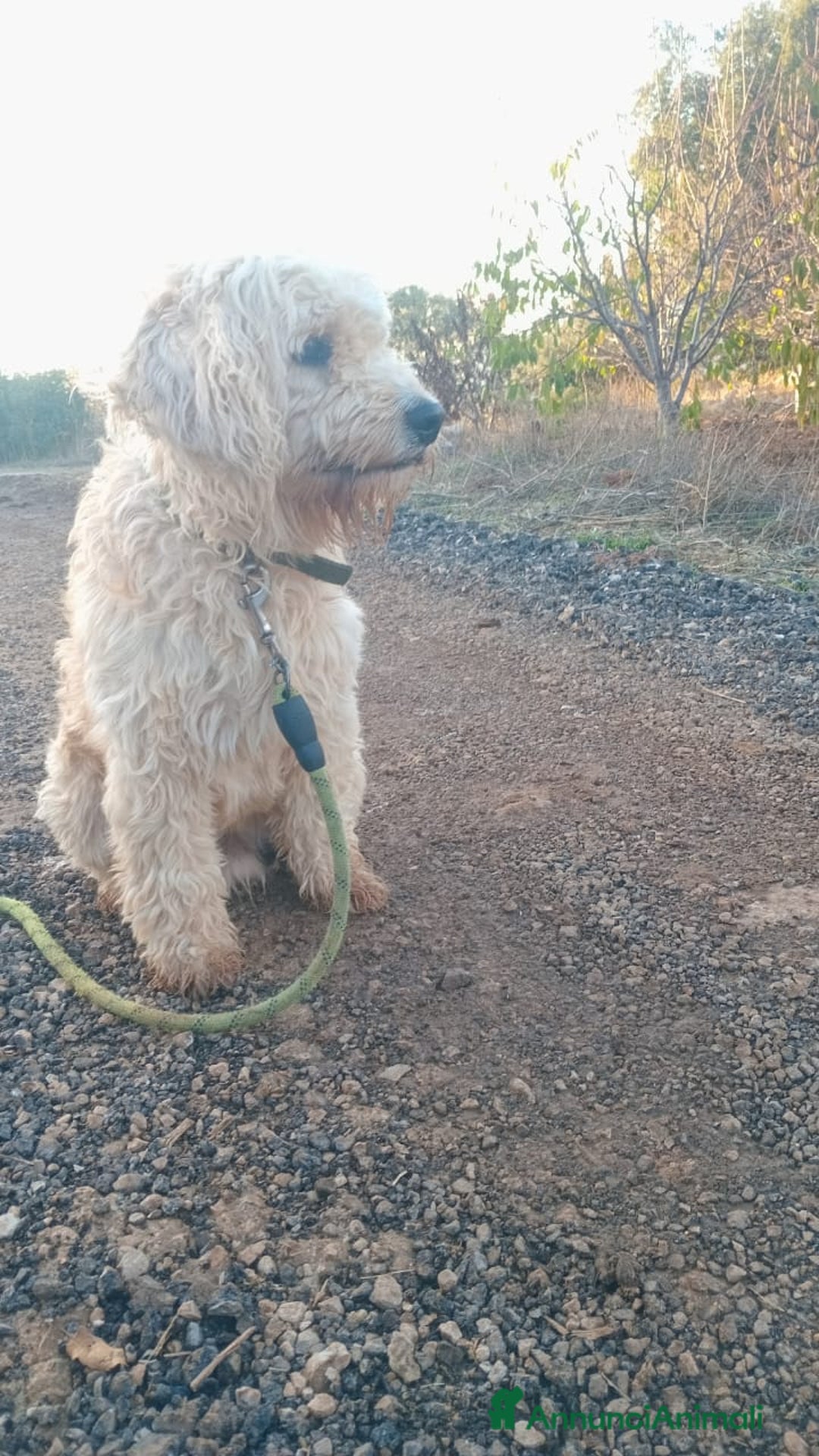 Barboncino cani in regalo: Splendido Barboncino - FLUFFY - Annuncio 15