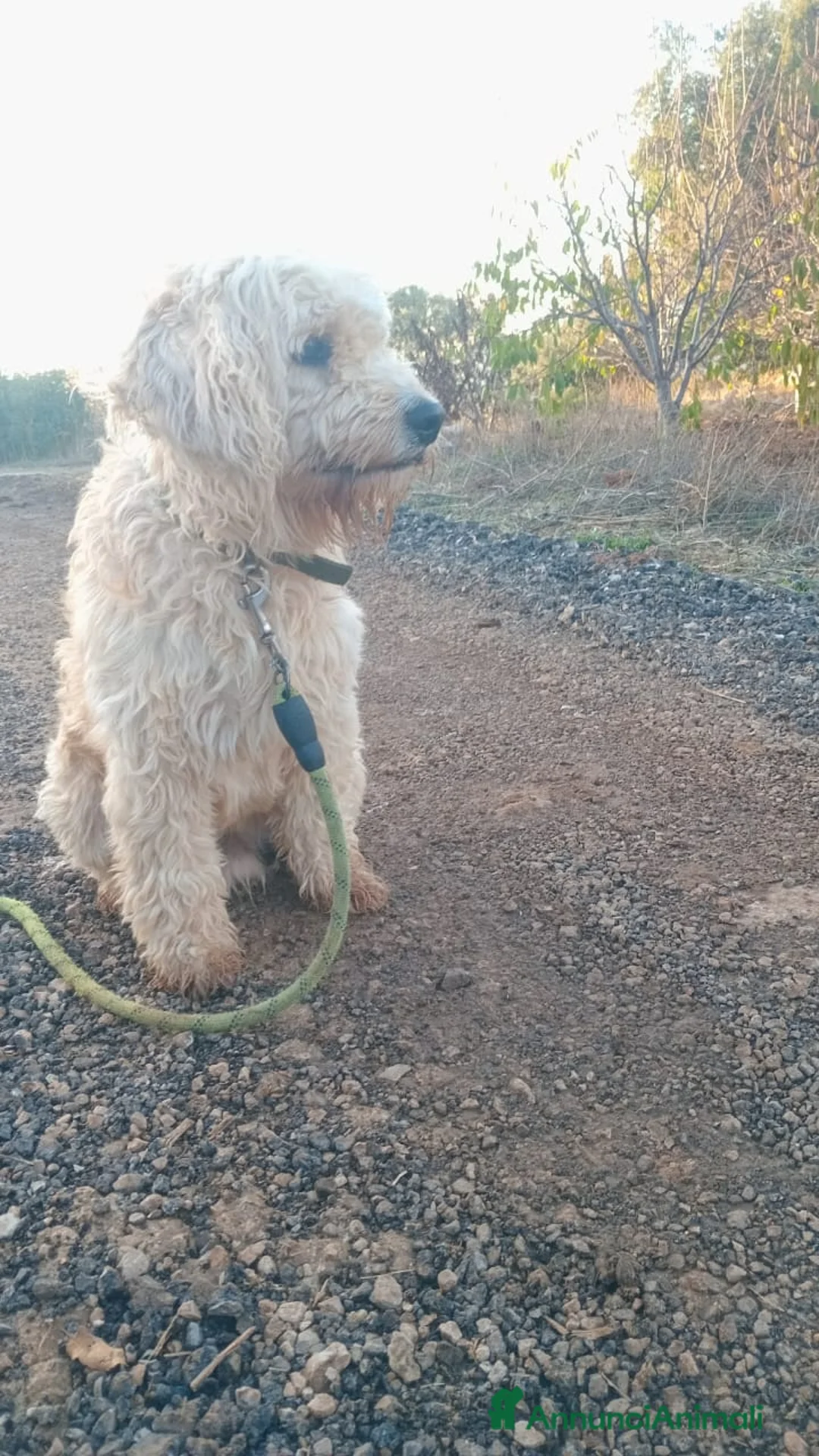 Barboncino cani in regalo: Splendido Barboncino - FLUFFY - Annuncio 15