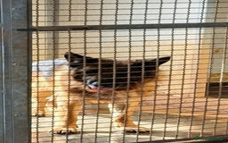 Pastore Tedesco cani in regalo: MIKE pastore tedesco educato e affettuoso a Provincia di Alessandria - Immagine 3