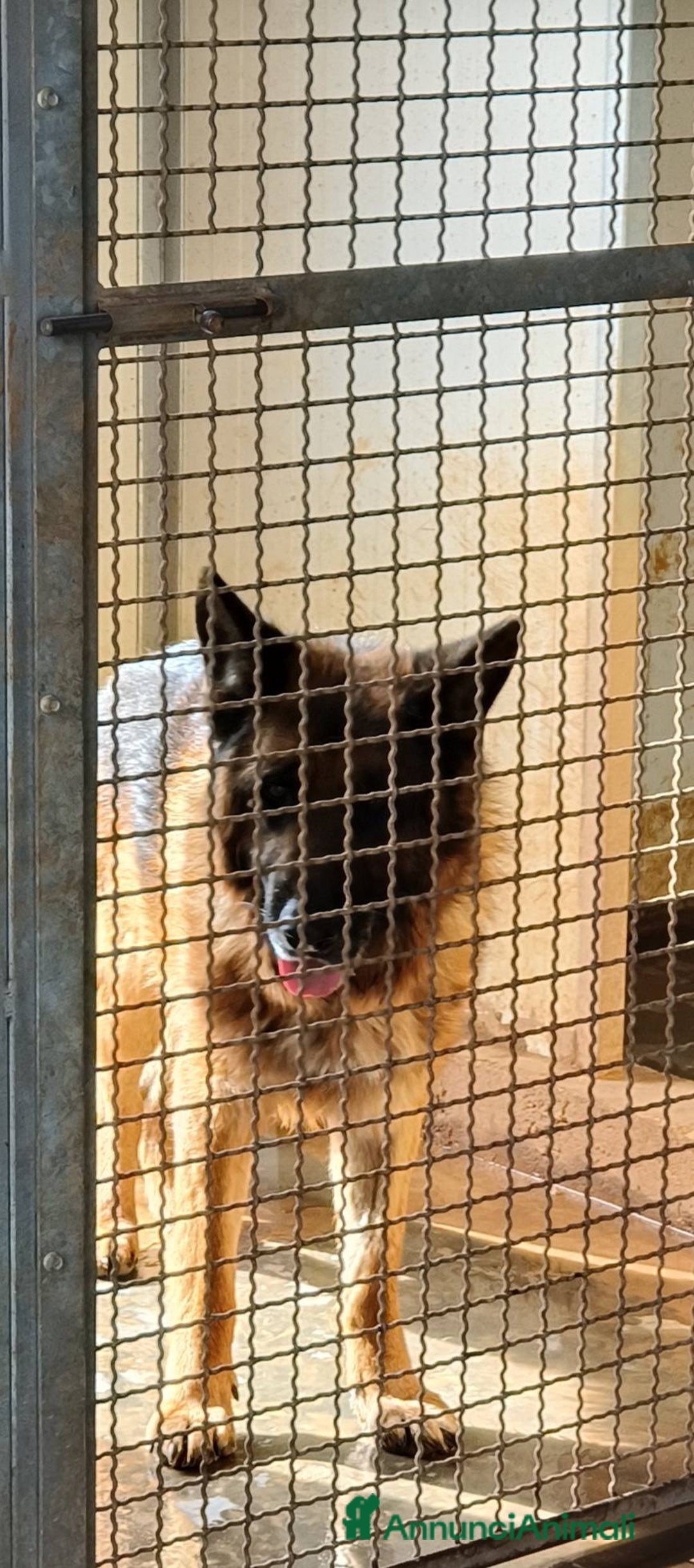 Pastore Tedesco cani in regalo: MIKE pastore tedesco educato e affettuoso a Provincia di Alessandria - Immagine 3